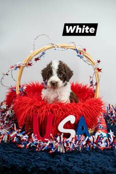 Labradoodle Dogs Available for Adoption in Sevierville, Tennessee - White | PetCurious