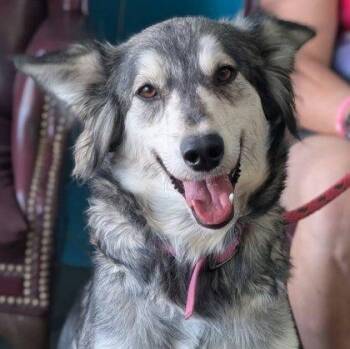 Athena -  Siberian Husky and Mixed Breed Dog for Adoption in La Harpe, Kansas - Athena | PetCurious