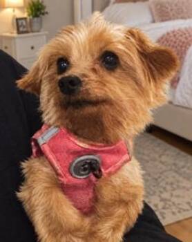 Nyiah -  Yorkshire Terrier Dog for Adoption in Tifton, Georgia - Nyiah | PetCurious