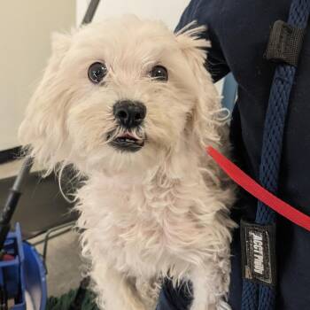Mixed Breed Dogs Available for Adoption in Philadelphia, Pennsylvania - Blu | PetCurious