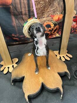 Rescue Chihuahua Dogs for Adoption in Globe, Arizona - WHIPPY | PetCurious