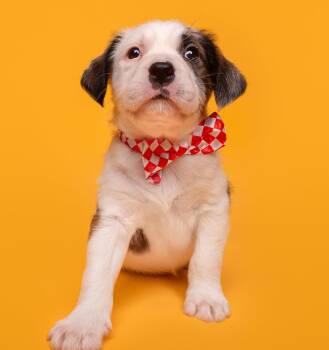 Beagle and Scottish Terrier Dogs Available for Adoption in Palo Alto, California - Picnic: Cornhole | PetCurious