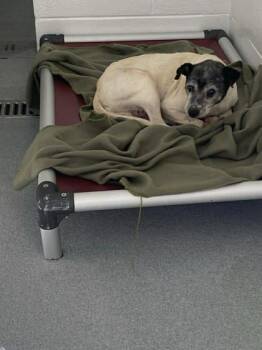 Parson Russell Terrier and Mixed Breed Dogs Available for Adoption in Spruce Pine, North Carolina - Spiderman | PetCurious