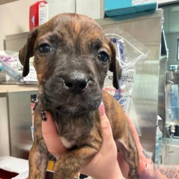 Angel -  Mixed Breed Dog for Adoption in Englewood, Florida - Angel | PetCurious