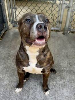Pit Bull Terrier Dogs Available for Adoption in Chicago, Illinois - Salome | PetCurious