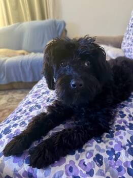 Maltese and Poodle Dogs Available for Adoption in Berlin, New Jersey - Groot | PetCurious