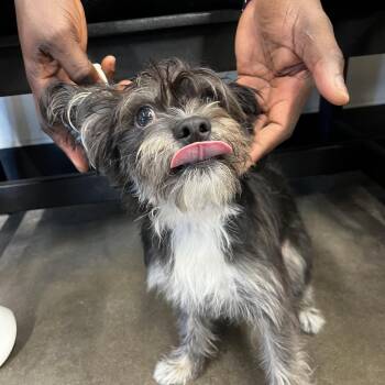 Yorkshire Terrier and Standard Poodle Dogs Available for Adoption in Tampa, Florida - Royalty | PetCurious