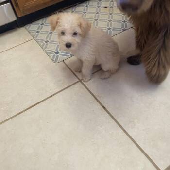 Barry -  Maltipoo Dog for Adoption in Moreno Valley, California - Barry | PetCurious