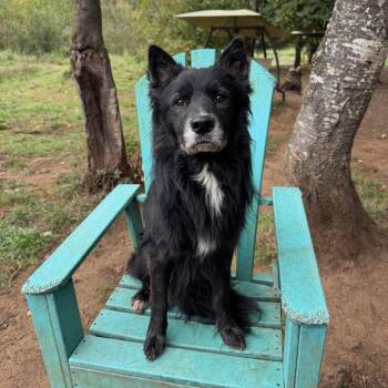 Loki -  Black Labrador Retriever and Australian Shepherd Dog for Adoption in Golden, Colorado - Loki | PetCurious