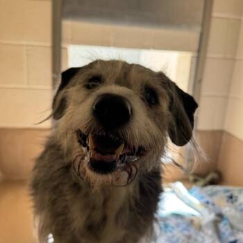 Koda -  Australian Cattle Dog Blue Heeler and Mixed Breed Dog for Adoption in Reno, Nevada - Koda | PetCurious