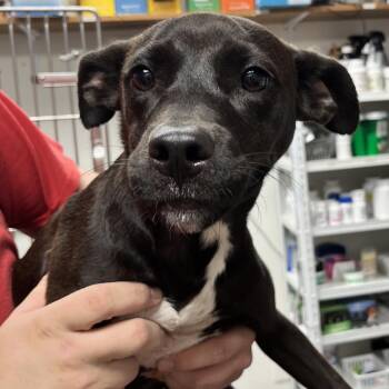 Elodie Jean -  Pit Bull Terrier Dog for Adoption in Birmingham, Alabama - Elodie Jean | PetCurious