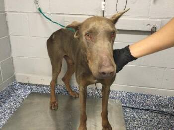 Doberman Pinscher Dogs Available for Adoption - ARES | PetCurious