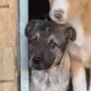 Rescue Husky Dogs for Adoption in Grand Junction, Colorado - Male Rez Husky 4 | PetCurious