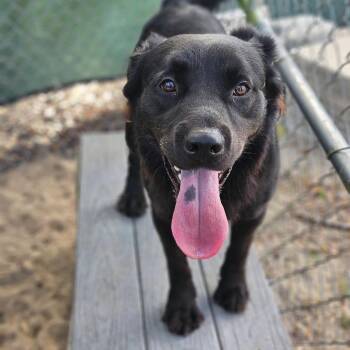 Mixed Breed Dogs Available for Adoption - Bear | PetCurious