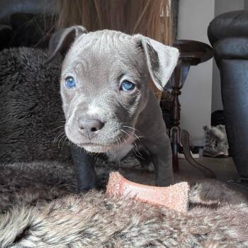 Pit Bull Terrier Dogs Available for Adoption - Chantilly D68147 | PetCurious