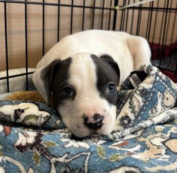 Terrier Dogs Available for Adoption in Tallahassee, Florida - Eeyore | PetCurious