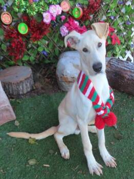 German Shepherd Dog and Mixed Breed Dogs Available for Adoption - OATMEAL | PetCurious