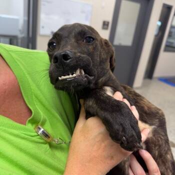 Chomper -  Mixed Breed Dog for Adoption in Morganton, North Carolina - Chomper | PetCurious