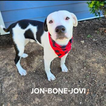 Rescue American Bulldog and Terrier Dogs for Adoption in Maryville, Tennessee - Jon Bone Jovi | PetCurious