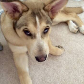 Rescue Husky and Shepherd Dogs for Adoption in South Elgin, Illinois - Loki - Home To Home | PetCurious