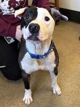 Lucky -  Pit Bull Terrier Dog for Adoption in Cleveland, Ohio - Lucky | PetCurious