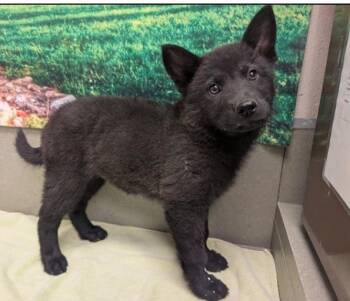 Please Save Me - Chowder A551926 the Chow Puppy -  Chow Chow Dog for Adoption in San Marcos, California - Please Save Me - Chowder A551926 The Chow Puppy | PetCurious