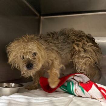 Ruby -  Yorkshire Terrier and Cairn Terrier Dog for Adoption in Fort Smith, Arkansas - Ruby | PetCurious