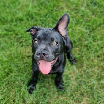 Sprout -  Pit Bull Terrier Dog for Adoption in Peotone, Illinois - Sprout | PetCurious