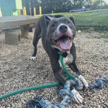 Amaya -  Pit Bull Terrier Dog for Adoption in Philadelphia, Pennsylvania - Amaya | PetCurious