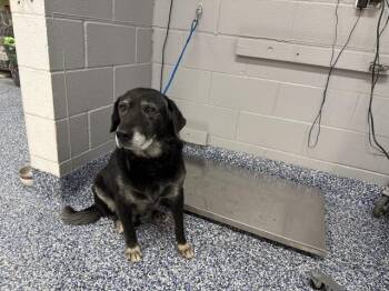 DIBO -  Labrador Retriever Dog for Adoption in Thousand Palms, California - DIBO | PetCurious