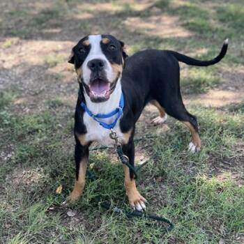 Rescue Mixed Breed Dogs for Adoption in Dallas, Texas - Bronco | PetCurious