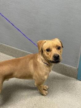 FRANKIE -  Pit Bull Terrier and Mixed Breed Dog for Adoption in Las Vegas, Nevada - FRANKIE | PetCurious