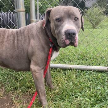 Hubbub -  Mixed Breed Dog for Adoption in Mishawaka, Indiana - Hubbub | PetCurious
