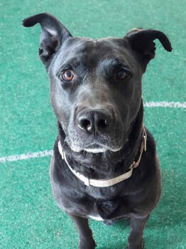 Rescue German Shepherd Dog and American Staffordshire Terrier Dogs for Adoption in Mission Viejo, California - Scoob-Bear | PetCurious