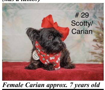 Scottish Terrier and Cairn Terrier Dogs Available for Adoption - Lily Aldrin | PetCurious