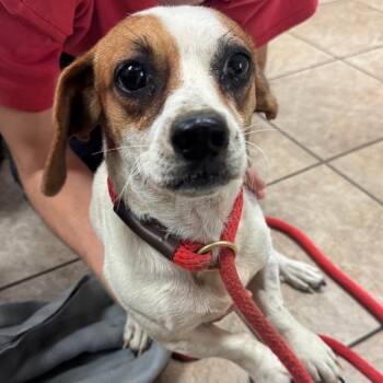 Billie Marten -  Jack Russell Terrier Dog for Adoption in Birmingham, Alabama - Billie Marten | PetCurious