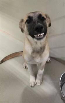 Winnie - URGENT -  Shepherd Dog for Adoption in Thousand Oaks, California - Winnie - URGENT | PetCurious