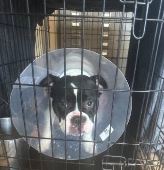 French Bulldog and English Bulldog Dogs Available for Adoption in Pine Grove, Pennsylvania - Cruella | PetCurious