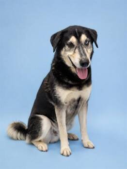 WAYLON -  Anatolian Shepherd and Mixed Breed Dog for Adoption in Westminster, Maryland - WAYLON | PetCurious