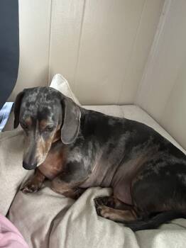 Kobe -  Miniature Dachshund Dog for Adoption in Cookeville, Tennessee - Kobe | PetCurious