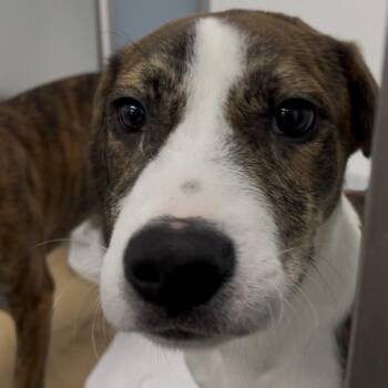 Max -  Plott Hound and Mixed Breed Dog for Adoption in Clearwater, Florida - Max | PetCurious
