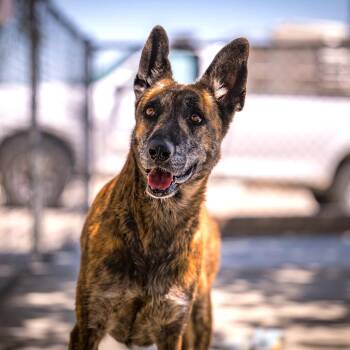 EVIE -  Belgian Shepherd Malinois and Dutch Shepherd Dog for Adoption in Joshua Tree, California - EVIE | PetCurious