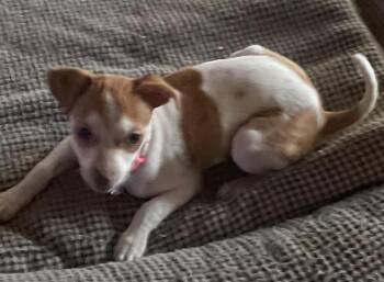 Sadee -  Chihuahua and Terrier Dog for Adoption in St. Augustine, Florida - Sadee | PetCurious