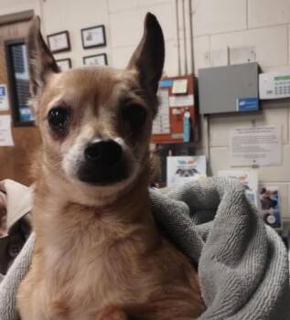 Chihuahua Dogs Available for Adoption in Alameda, California - GRACIE | PetCurious