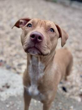 Pit Bull Terrier and Mixed Breed Dogs Available for Adoption - Min-ee | PetCurious