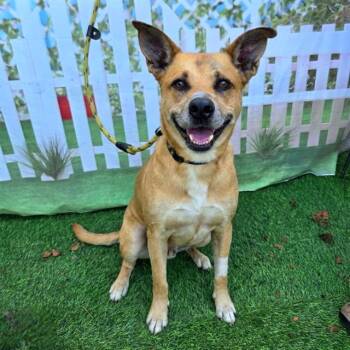 JC -  Belgian Shepherd Malinois and Mixed Breed Dog for Adoption in Long Beach, California - JC | PetCurious