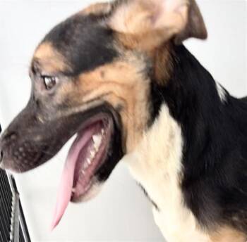 A658164 -  Beagle Dog for Adoption in Houston, Texas - A658164 | PetCurious