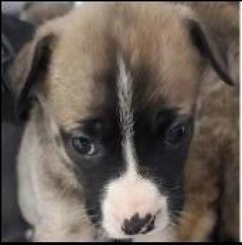 Shepherd and Labrador Retriever Dogs Available for Adoption in Thompson Falls, Montana - Becky | PetCurious