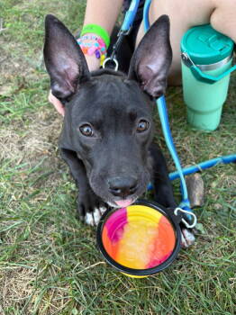 Rescue Mixed Breed Dogs for Adoption in Germantown, Ohio - Reuben | PetCurious