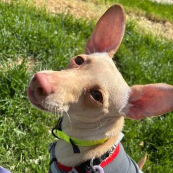 Chihuahua and Dachshund Dogs Available for Adoption in Murray, Utah - Venti | PetCurious